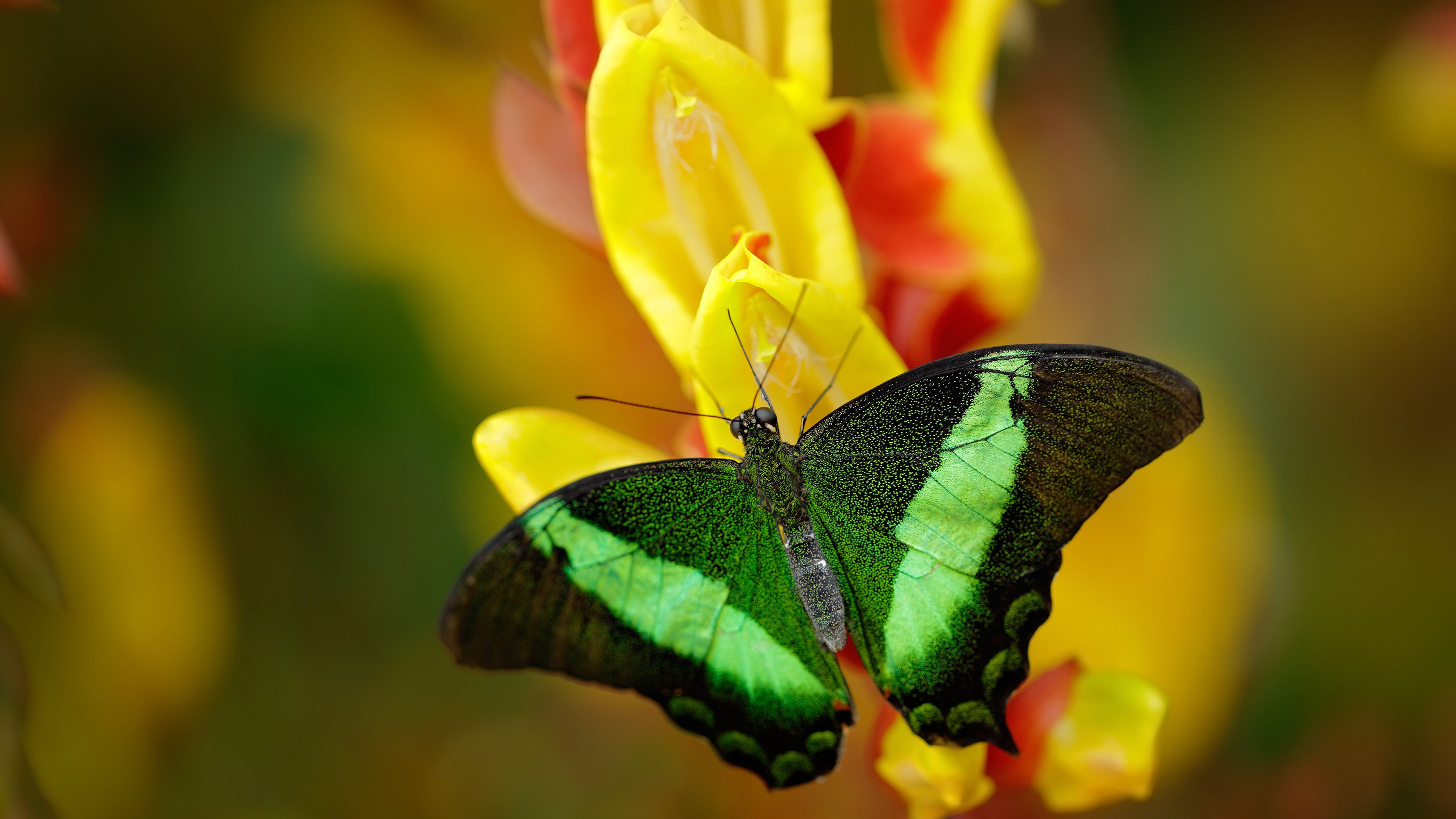 地理的足印，从阿拉伯半岛的里程碑到美洲大陆的收割