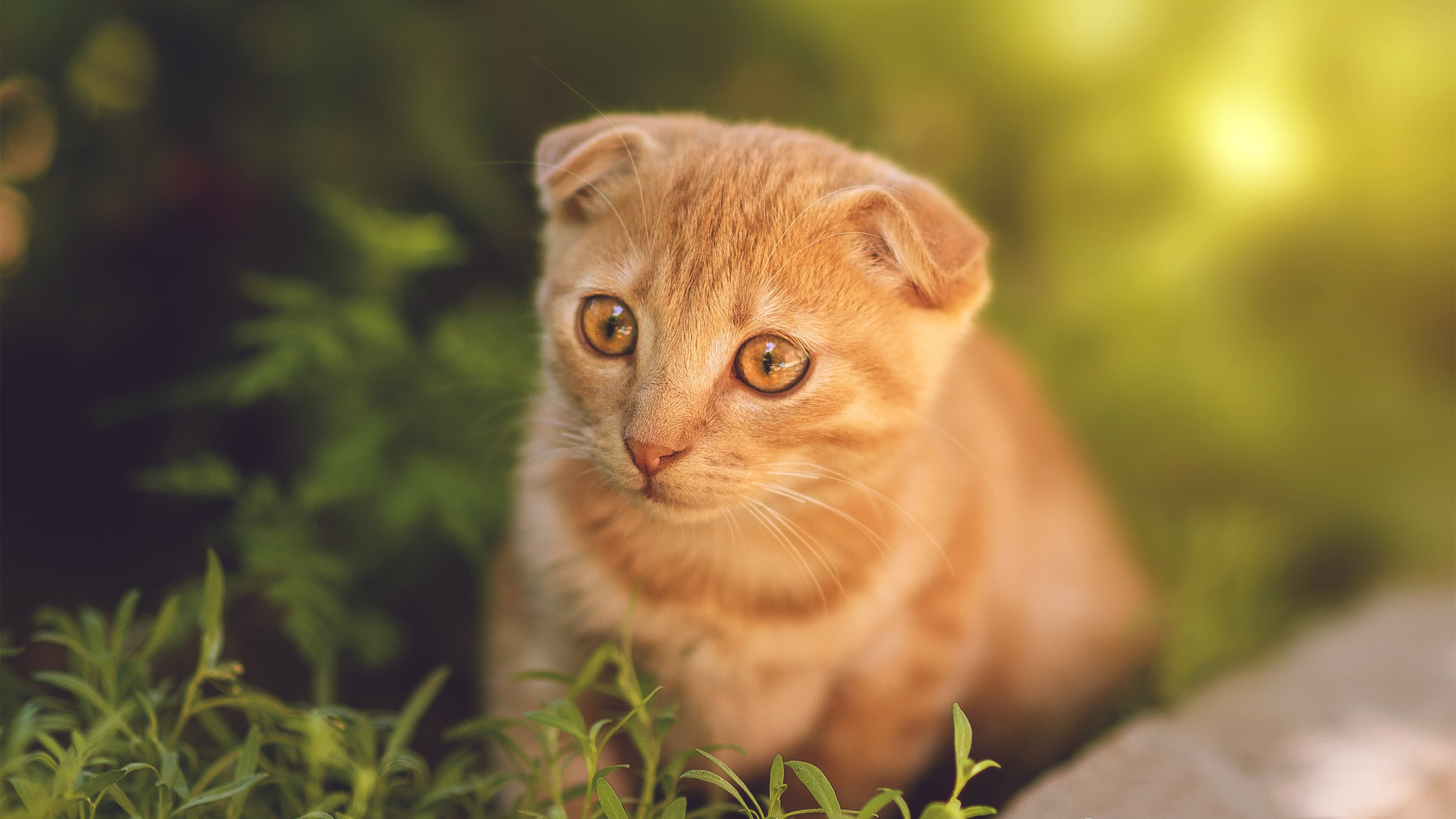 钢铁中场,北欧破晓之战,罗德里与一场跨越历史的北欧足球变局