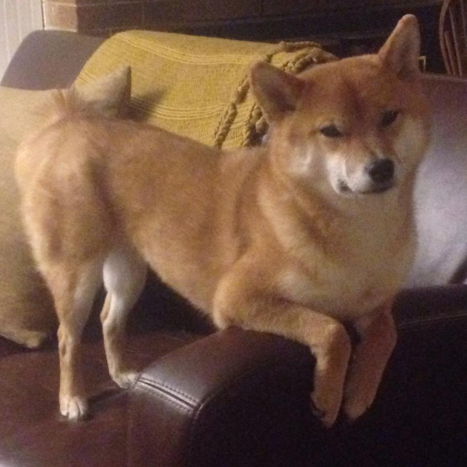 戈麦斯冠军级表现引爆都灵之夜,尤文末节狂澜带走芬兰神话