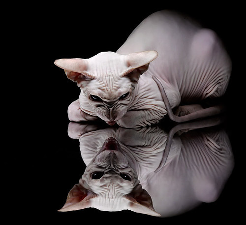 尼罗河的洪流冲破永恒之墙,加克波一箭定江山,荷兰埃及军团强势晋级罗马