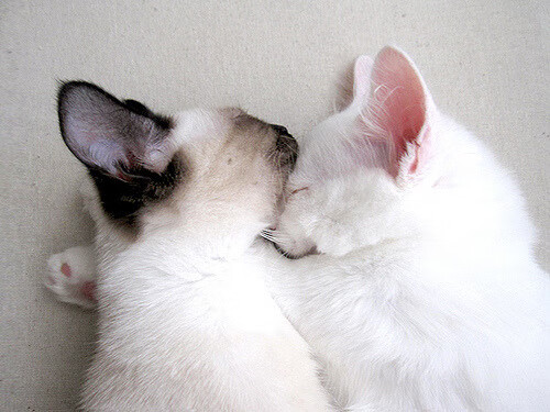 利刃搅碎新奥尔良夜空,爱德华兹化身关键先生,步行者火力的狂暴美学