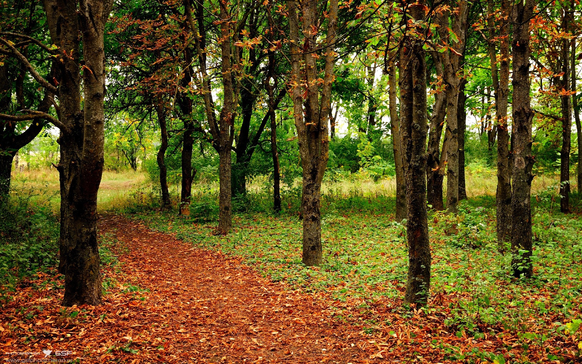 开云平台-帕尔默，大场面先生的传奇与尼日利亚踏平荷兰的足球史诗